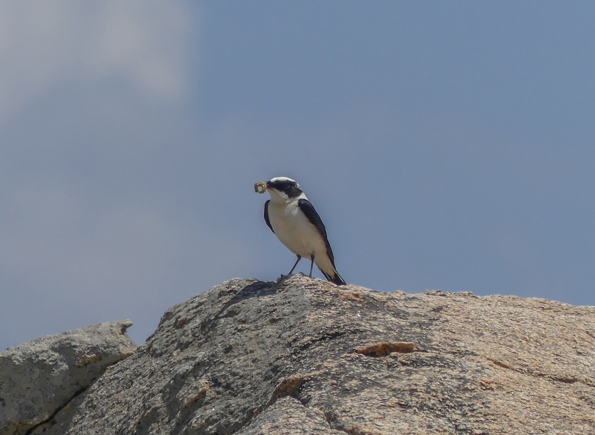 Eastern Black-eared Wheatear - ML642590528