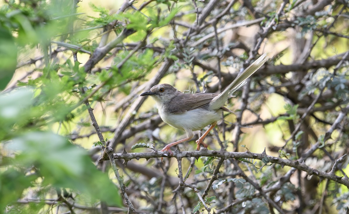 Jungle Prinia - ML642590605