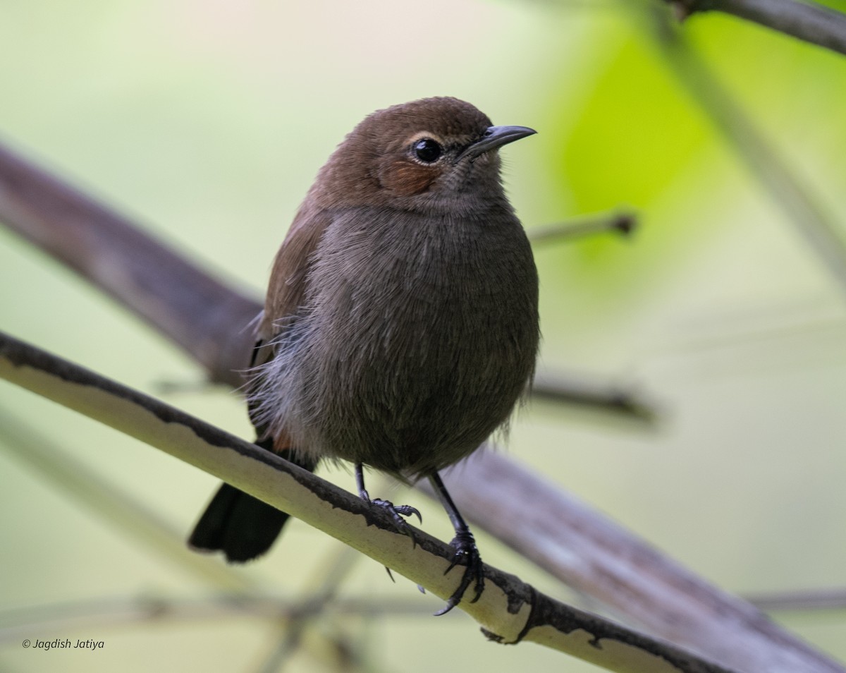 Indian Robin - ML642590610
