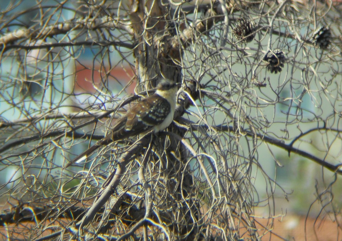 Great Spotted Cuckoo - ML642590611