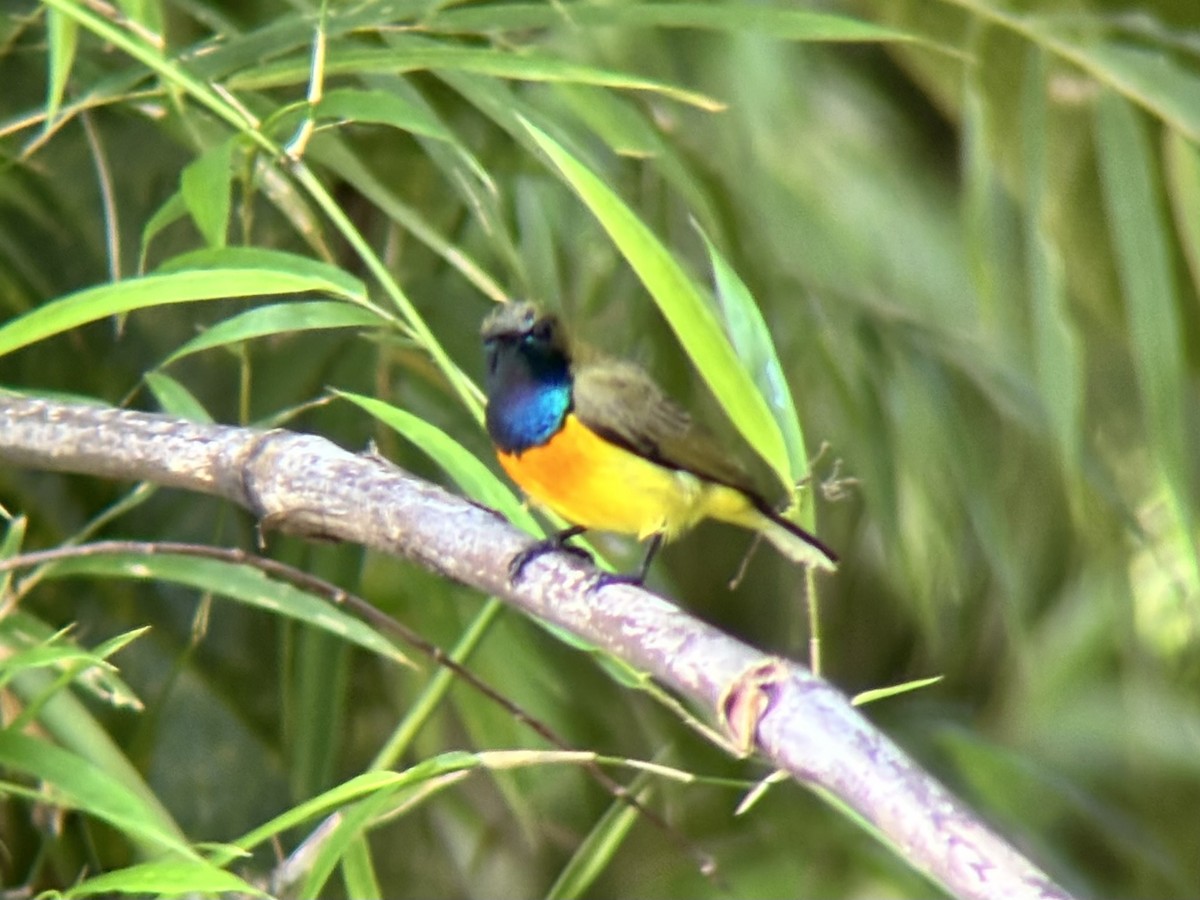 Palawan Sunbird - ML642590617