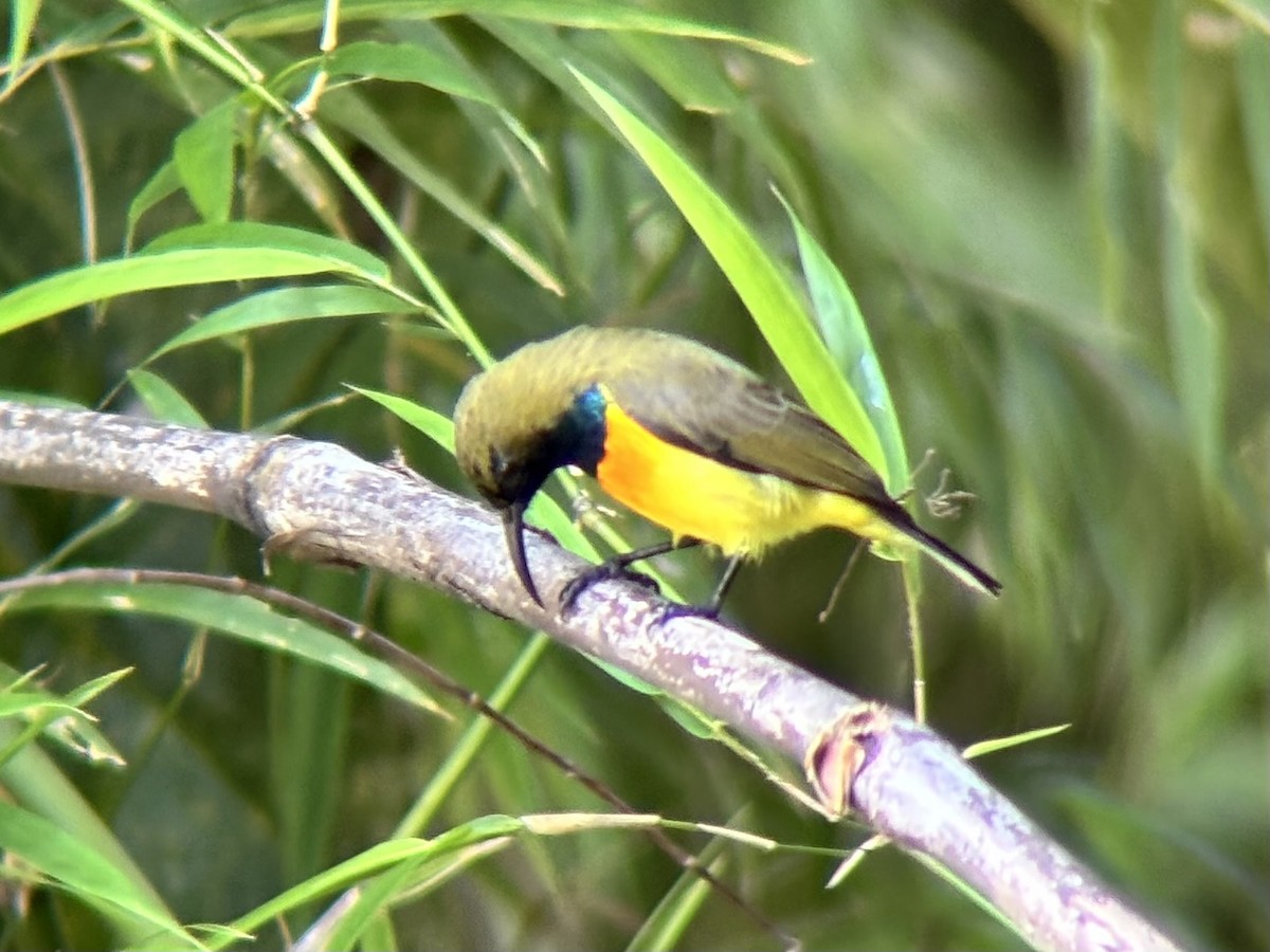 Palawan Sunbird - ML642590618