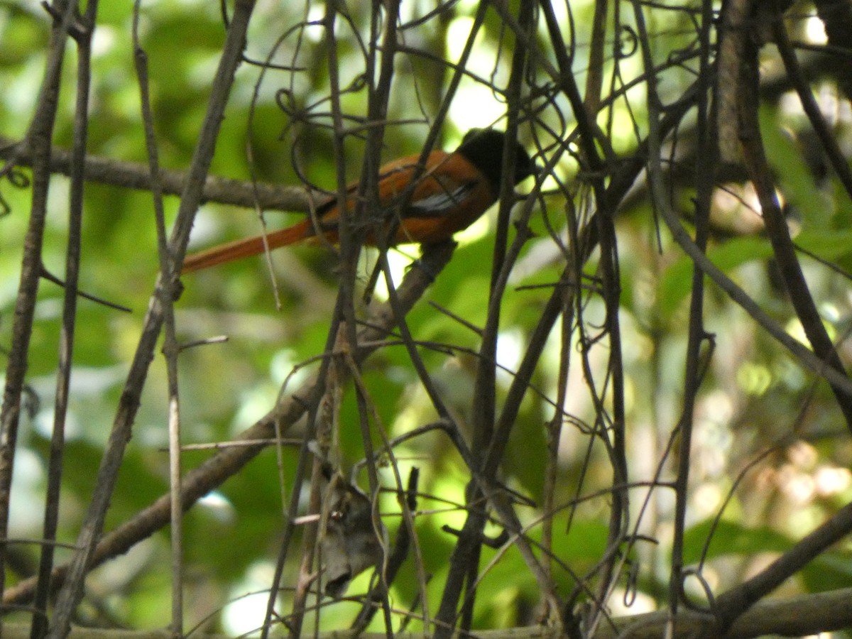 Black-headed Paradise-Flycatcher - ML642590625