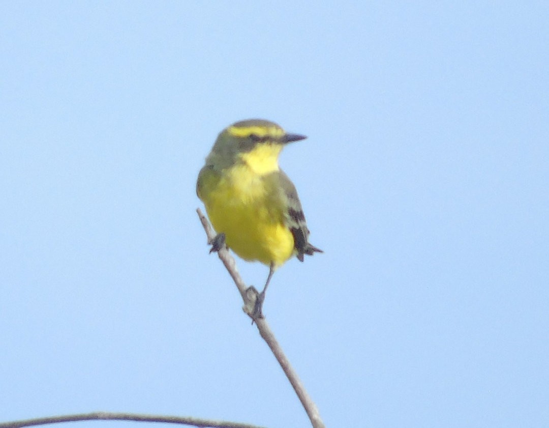 Yellow-browed Tyrant - ML642590635