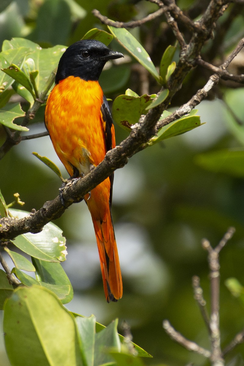Orange Minivet - ML642590680