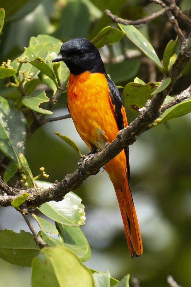 Orange Minivet - ML642590681