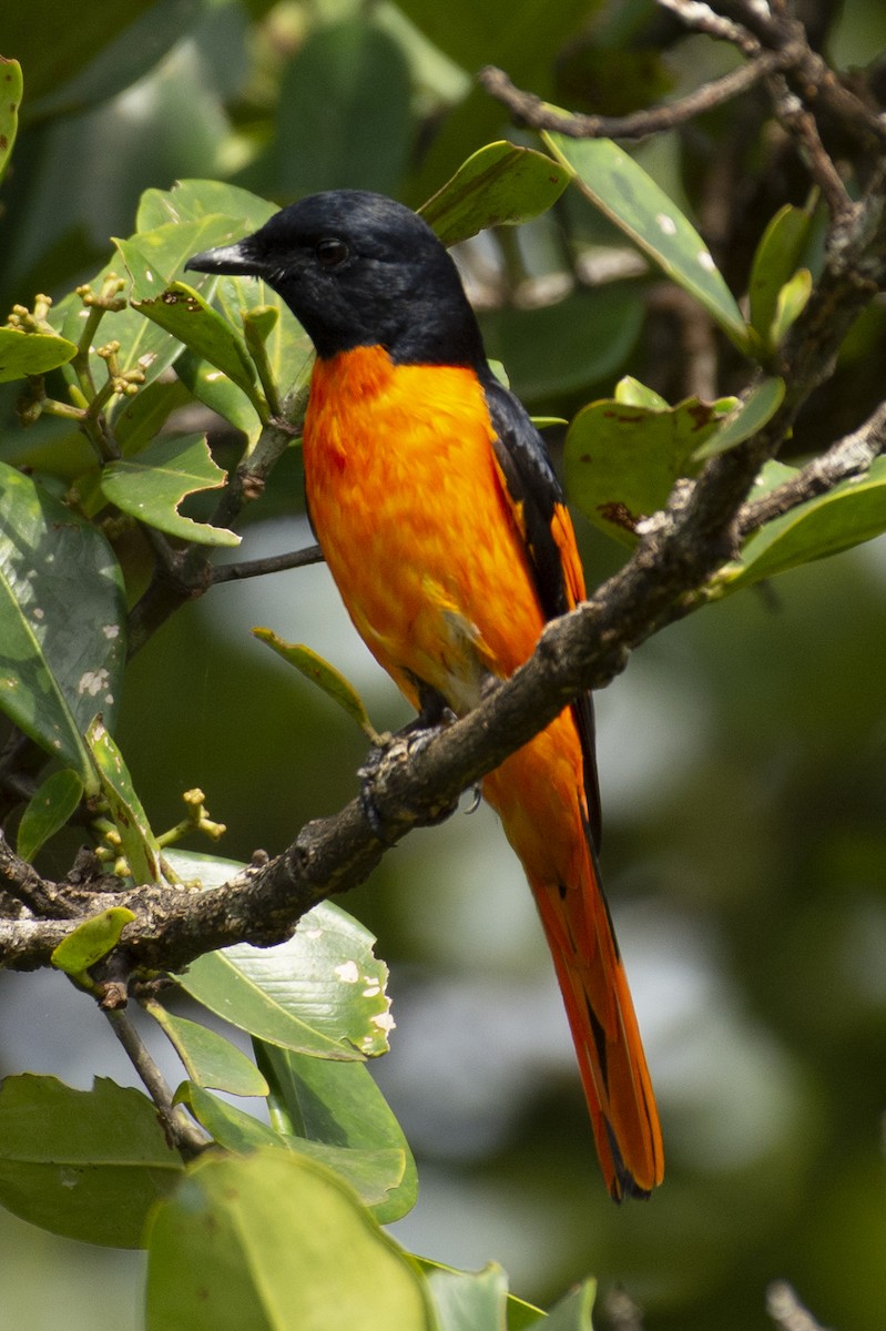 Orange Minivet - ML642590682