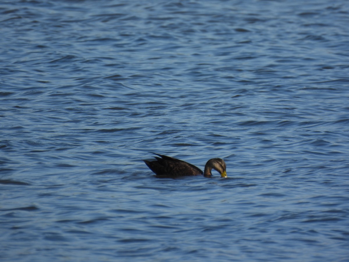 American Black Duck - ML642590707