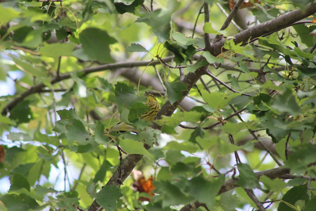 Cape May Warbler - ML642590718