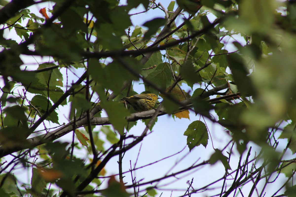 Cape May Warbler - ML642590719