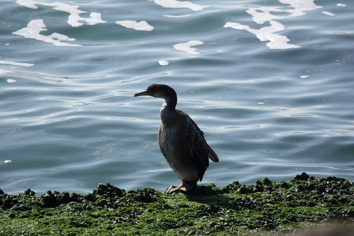 European Shag - ML642590797