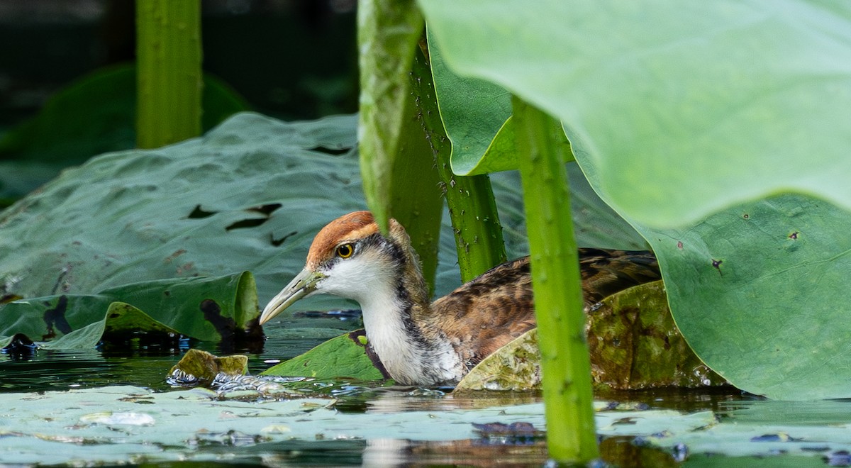 Pheasant-tailed Jacana - ML642590798
