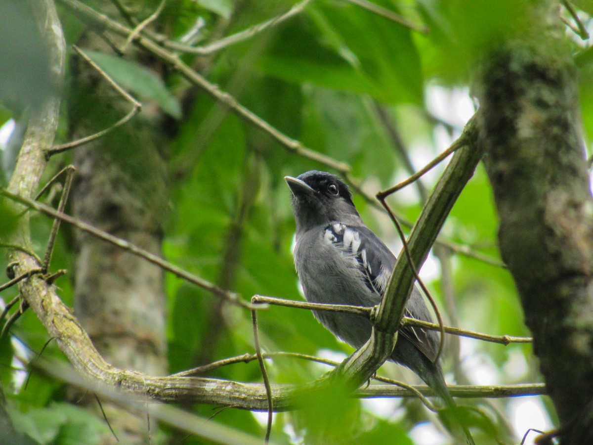 White-winged Becard - ML642590800