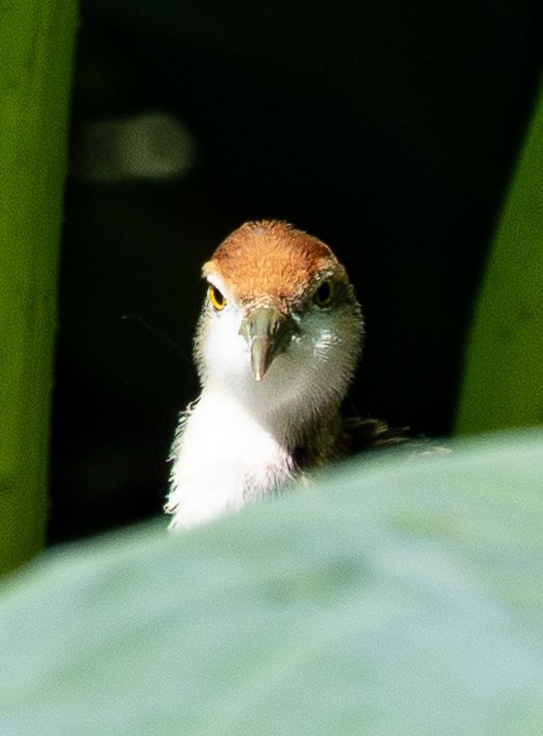 Pheasant-tailed Jacana - ML642590803