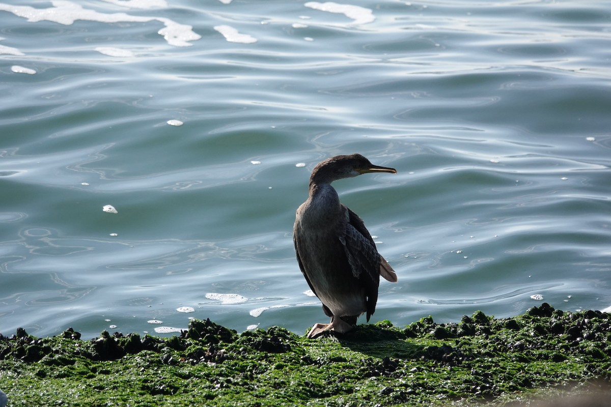 European Shag - ML642590804