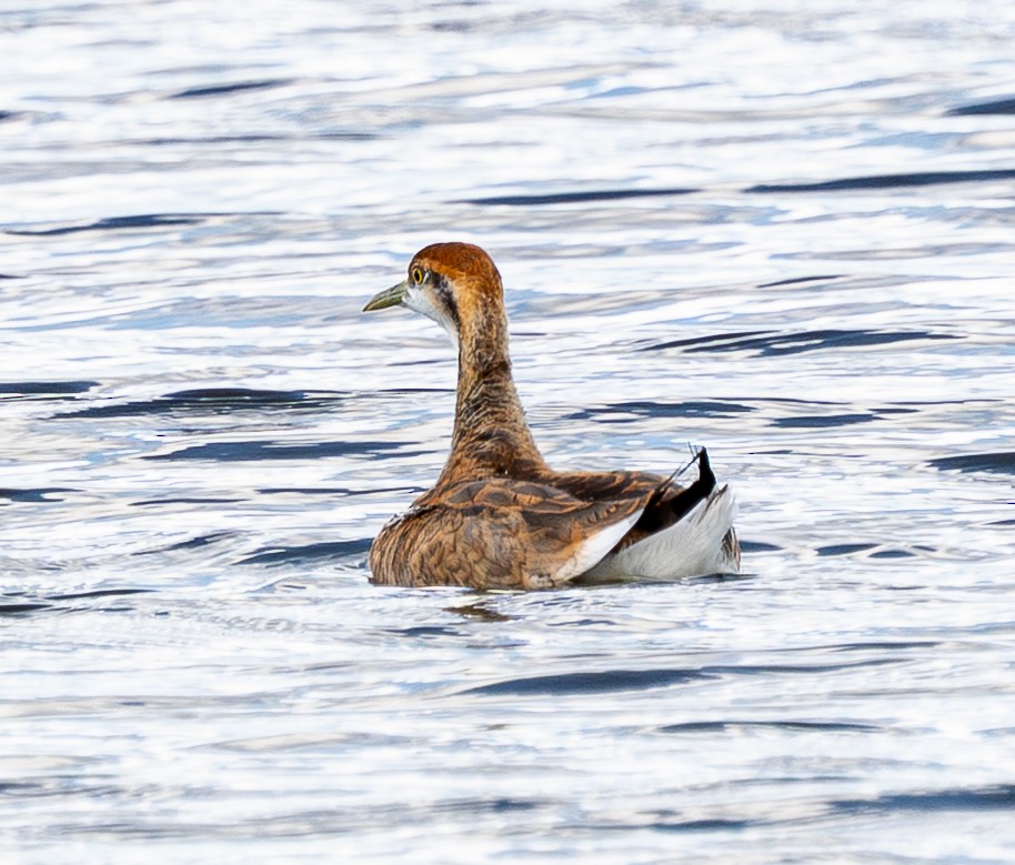 Pheasant-tailed Jacana - ML642590809