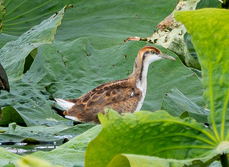 Pheasant-tailed Jacana - ML642590813