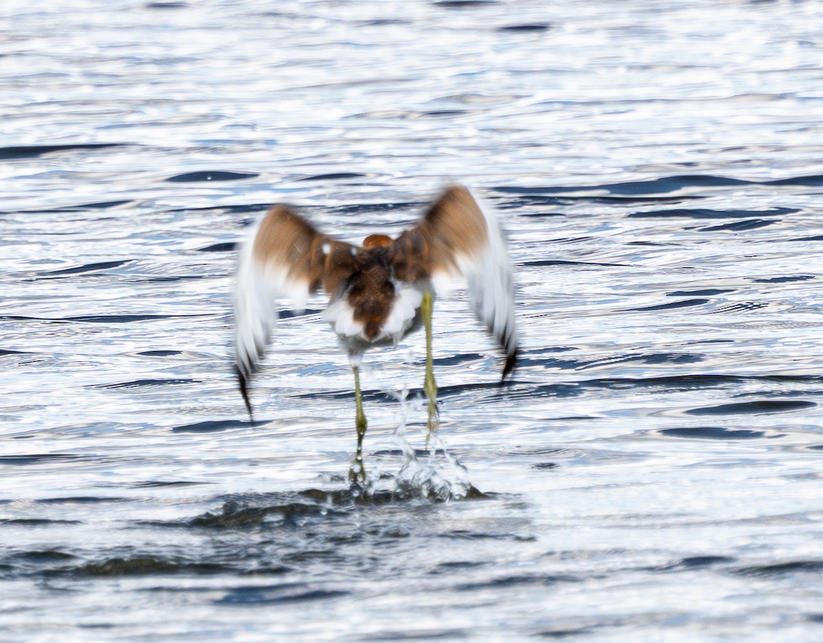 Pheasant-tailed Jacana - ML642590815