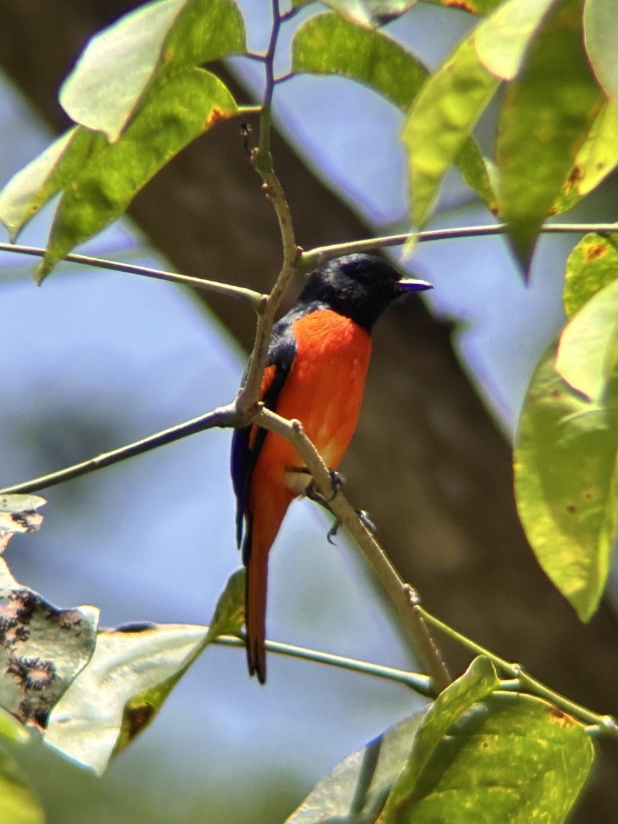 Fiery Minivet - ML642590820