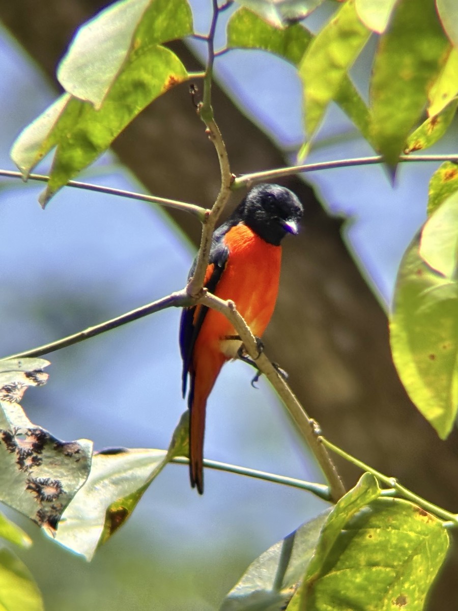 Fiery Minivet - ML642590821