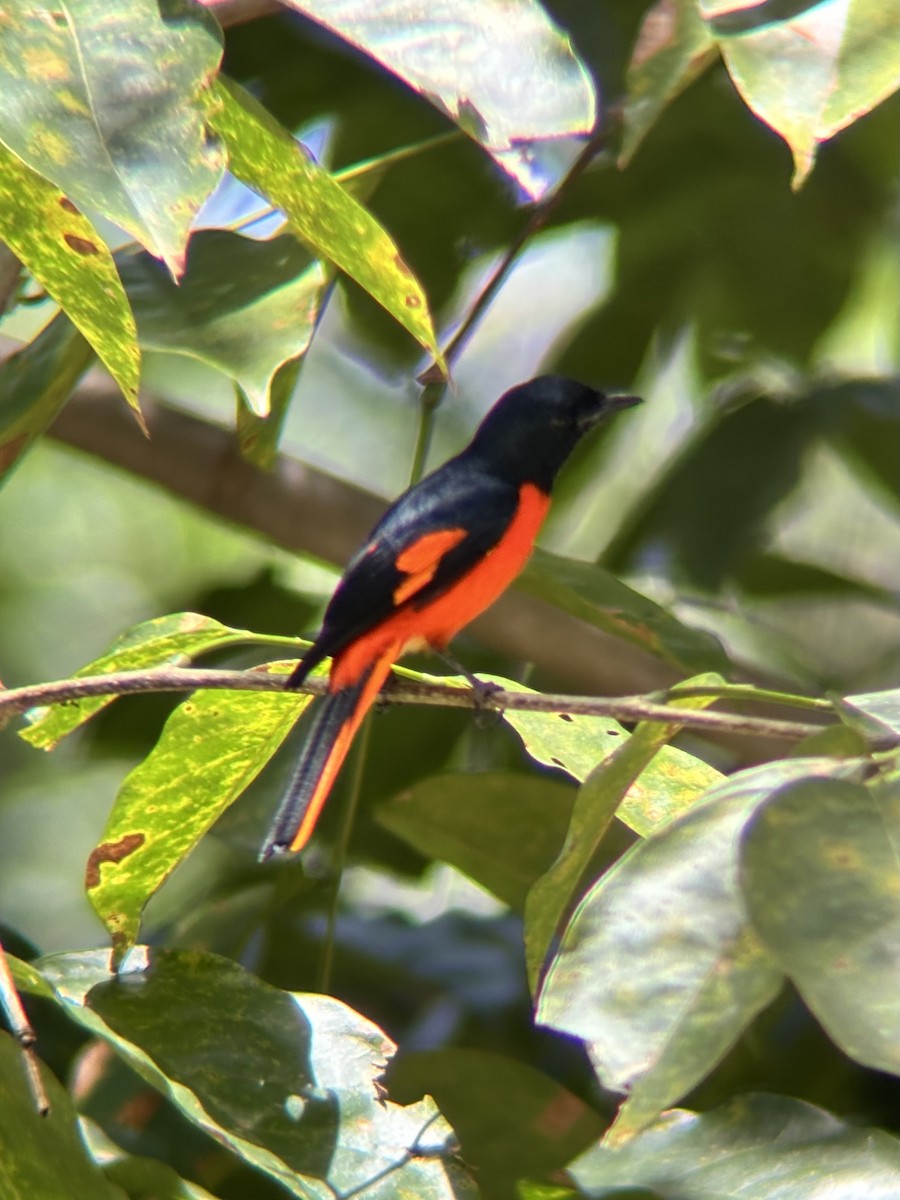 Fiery Minivet - ML642590822