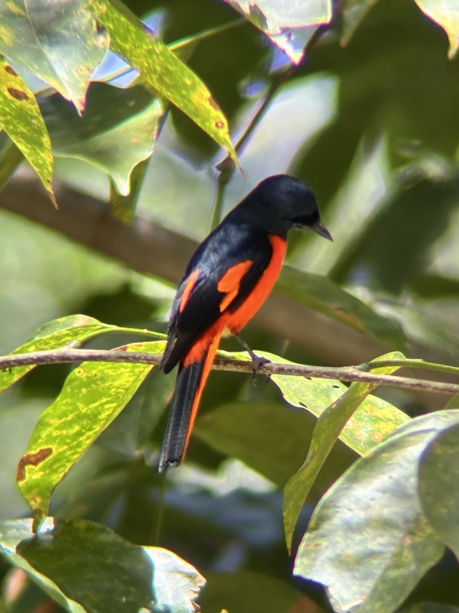 Fiery Minivet - ML642590823