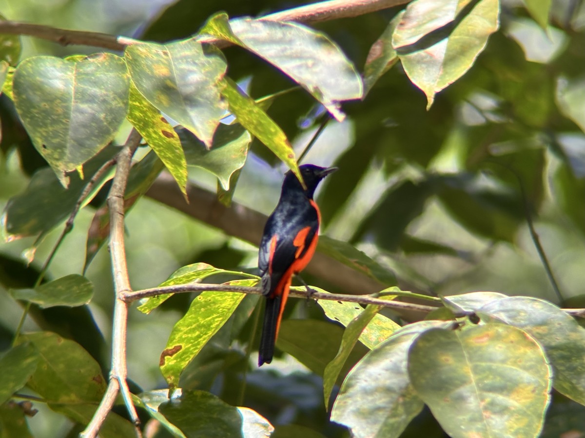 Fiery Minivet - ML642590824
