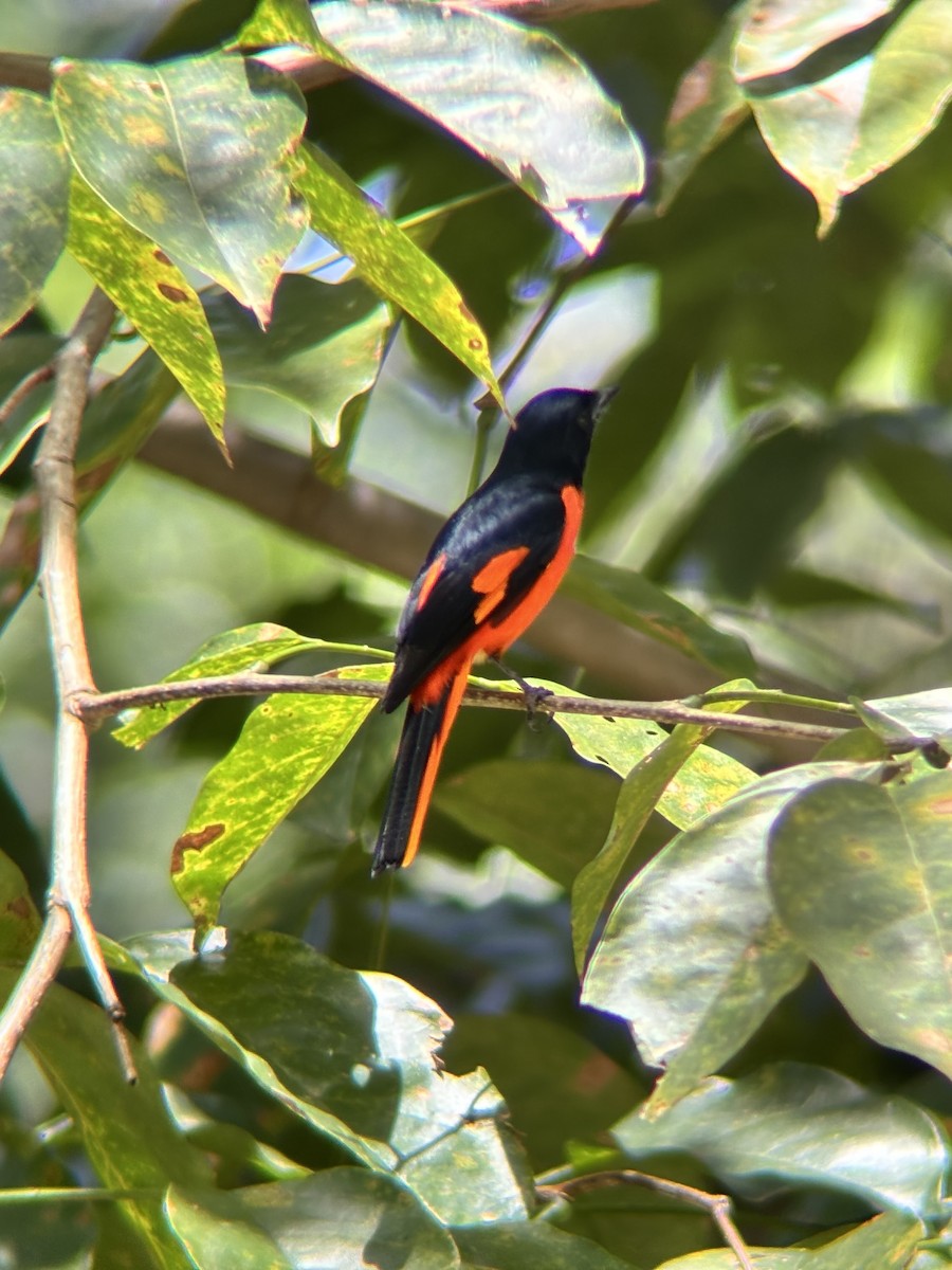 Fiery Minivet - ML642590825