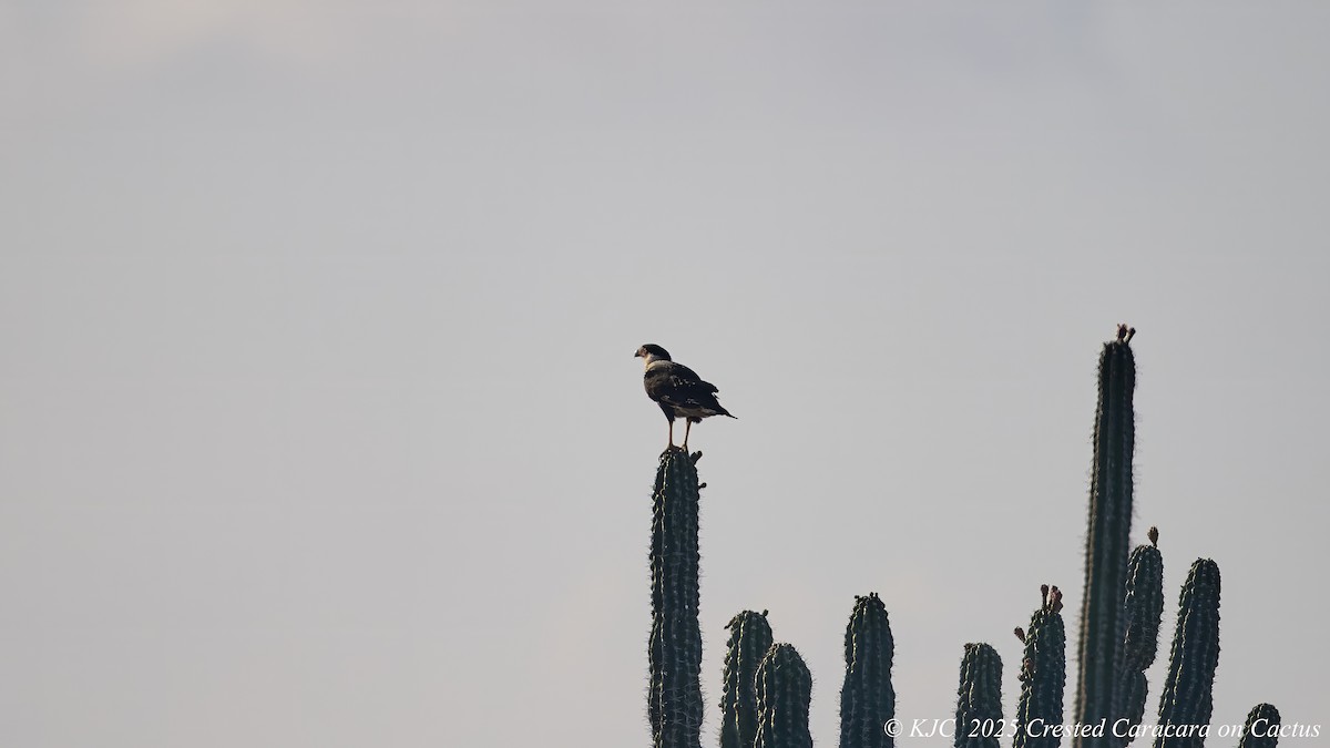 Crested Caracara (Northern) - ML642590837
