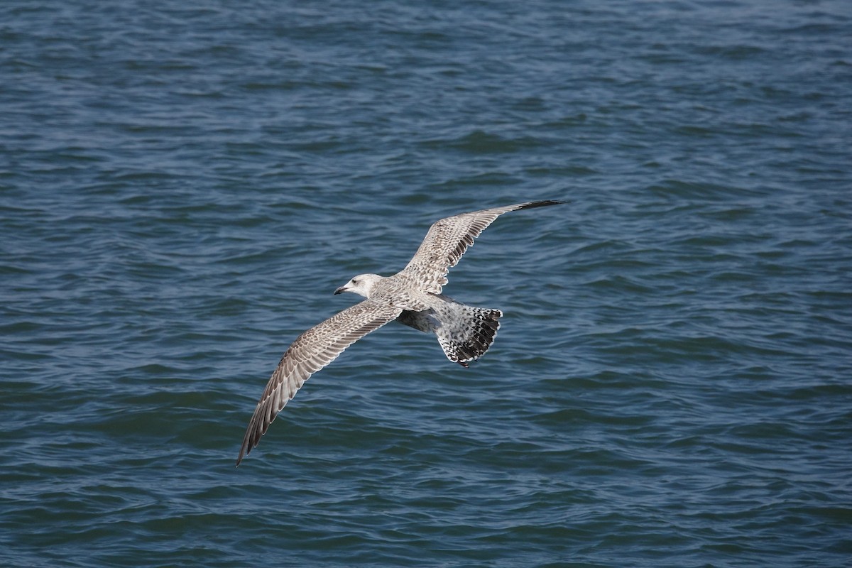 European Herring Gull - ML642590847