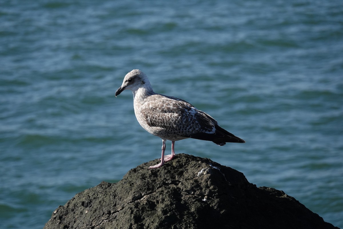 European Herring Gull - ML642590848
