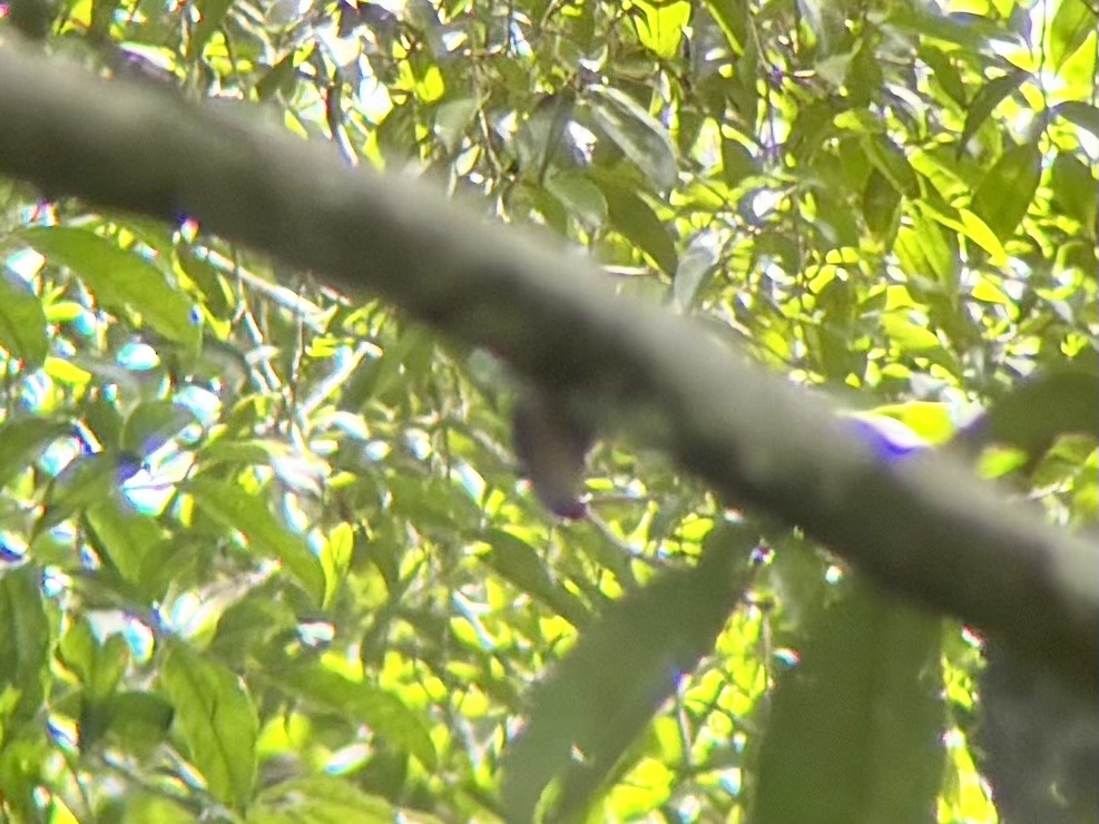 Velvet-fronted Nuthatch - ML642590864