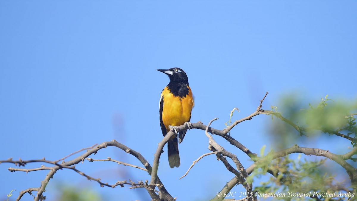 Venezuelan Troupial - ML642590871