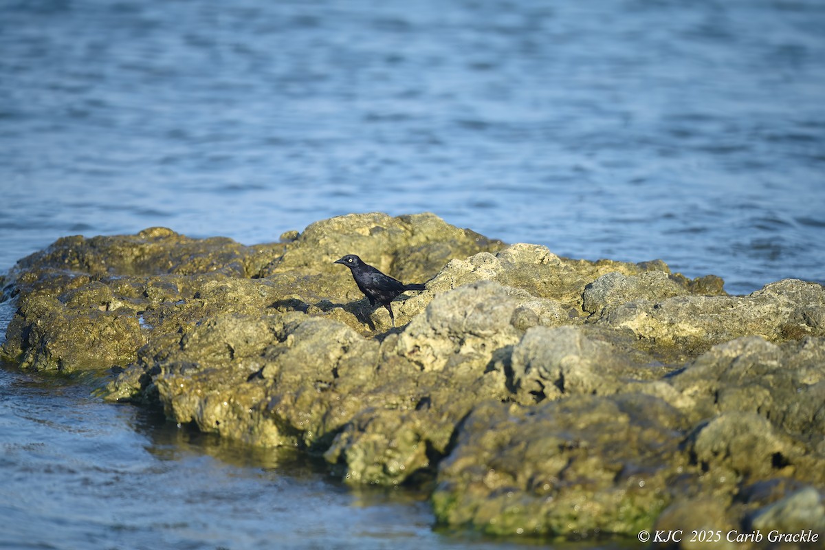 Carib Grackle - ML642590882