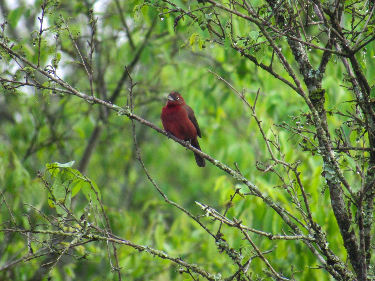 Red-crested Finch - ML642590900