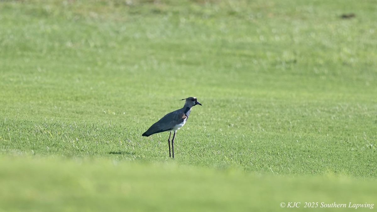 Southern Lapwing - ML642590923