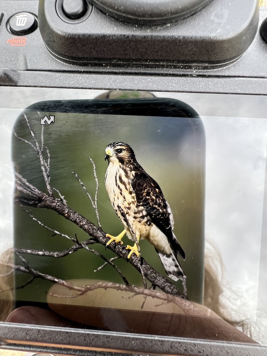 Broad-winged Hawk - ML642590924