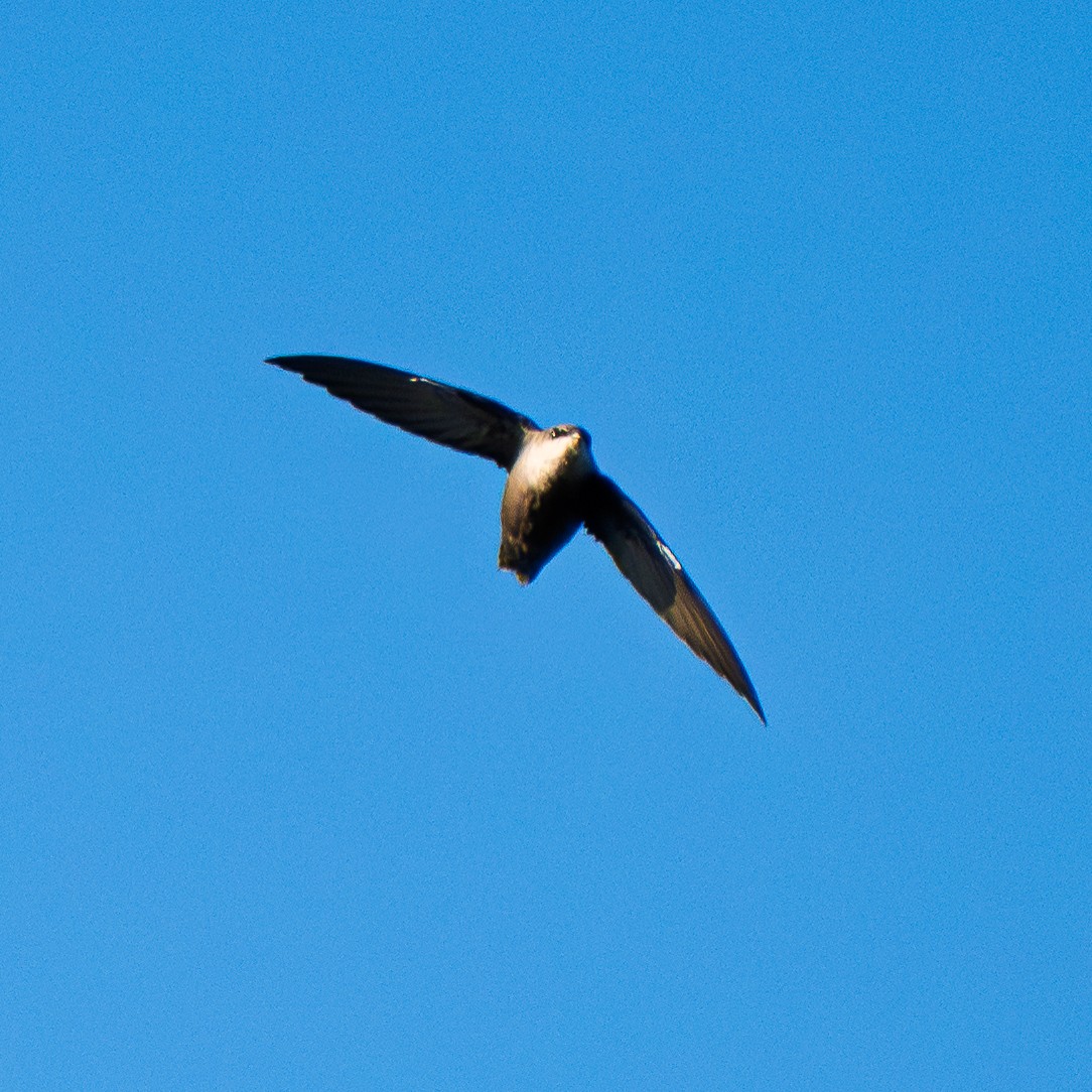 Chimney Swift - ML642590930