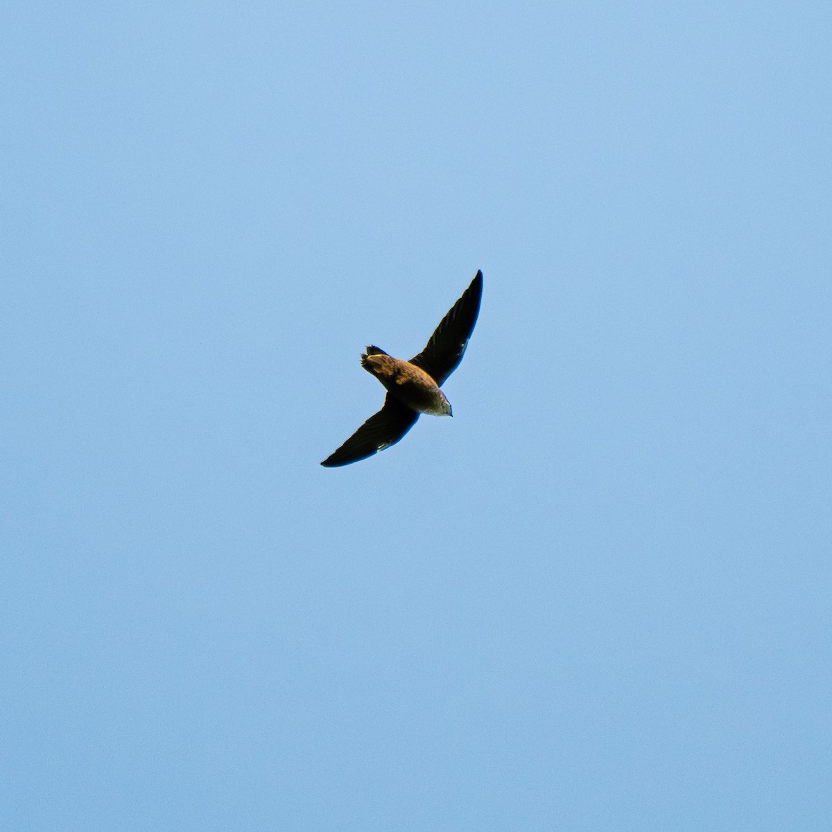 Chimney Swift - ML642590931