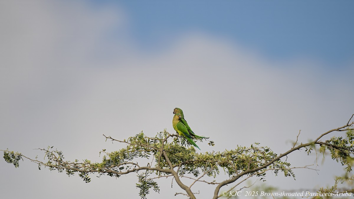 Brown-throated Parakeet - ML642590934