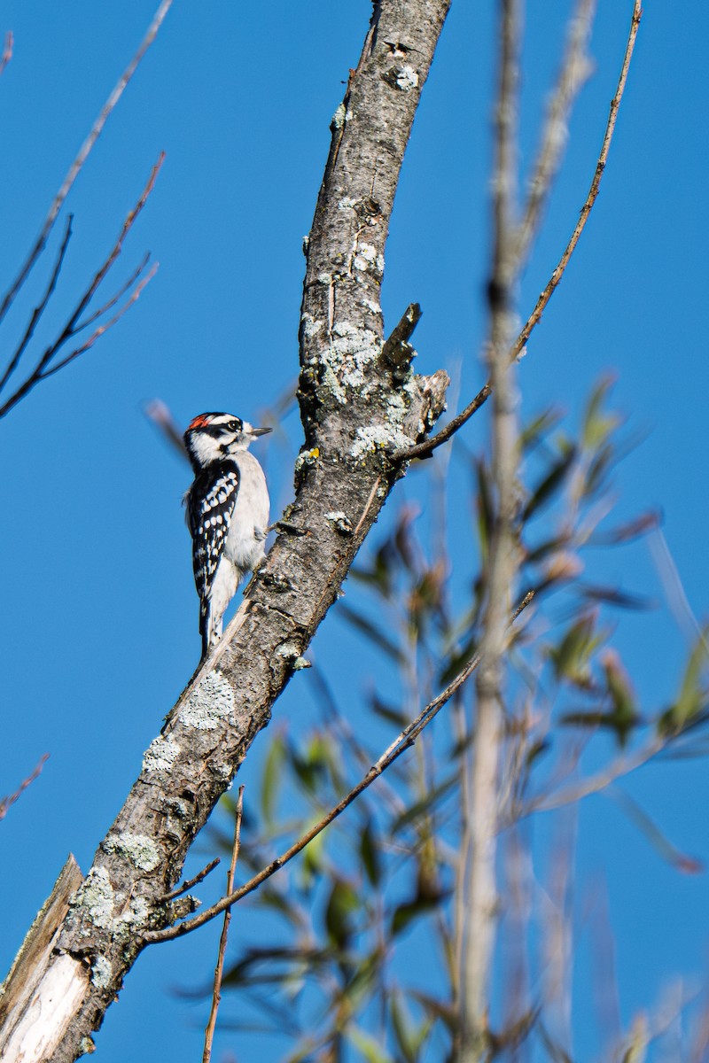 Downy Woodpecker (Eastern) - ML642590935