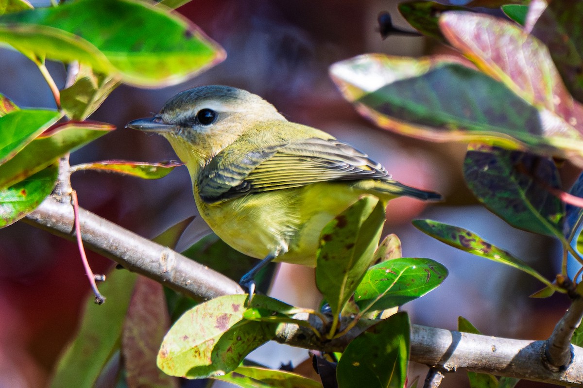 Philadelphia Vireo - ML642590937