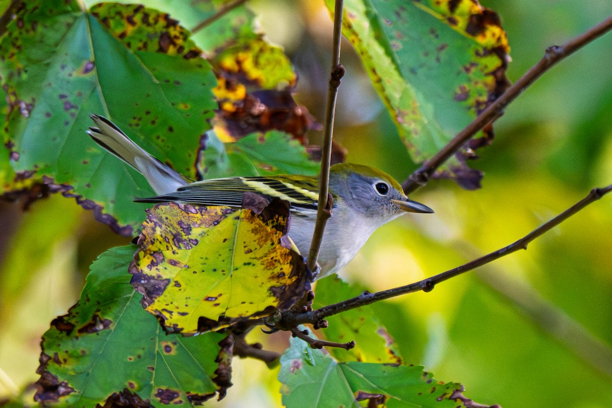 Chestnut-sided Warbler - ML642590973