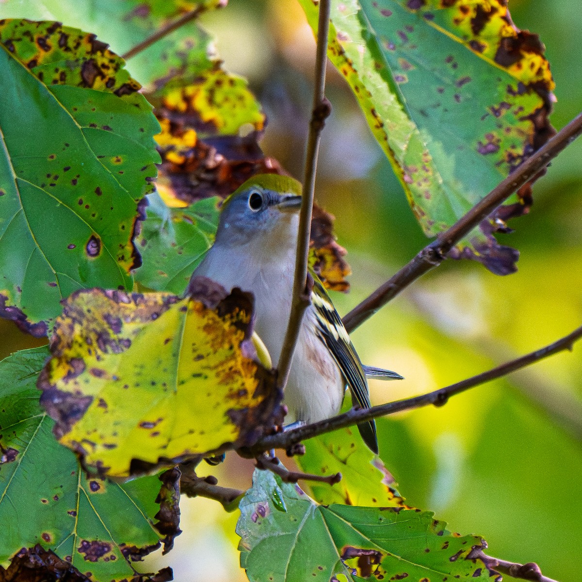 Chestnut-sided Warbler - ML642590974