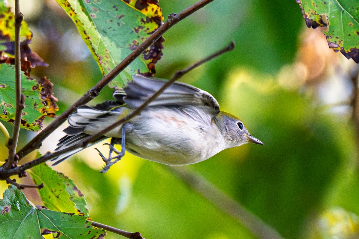 Chestnut-sided Warbler - ML642590975