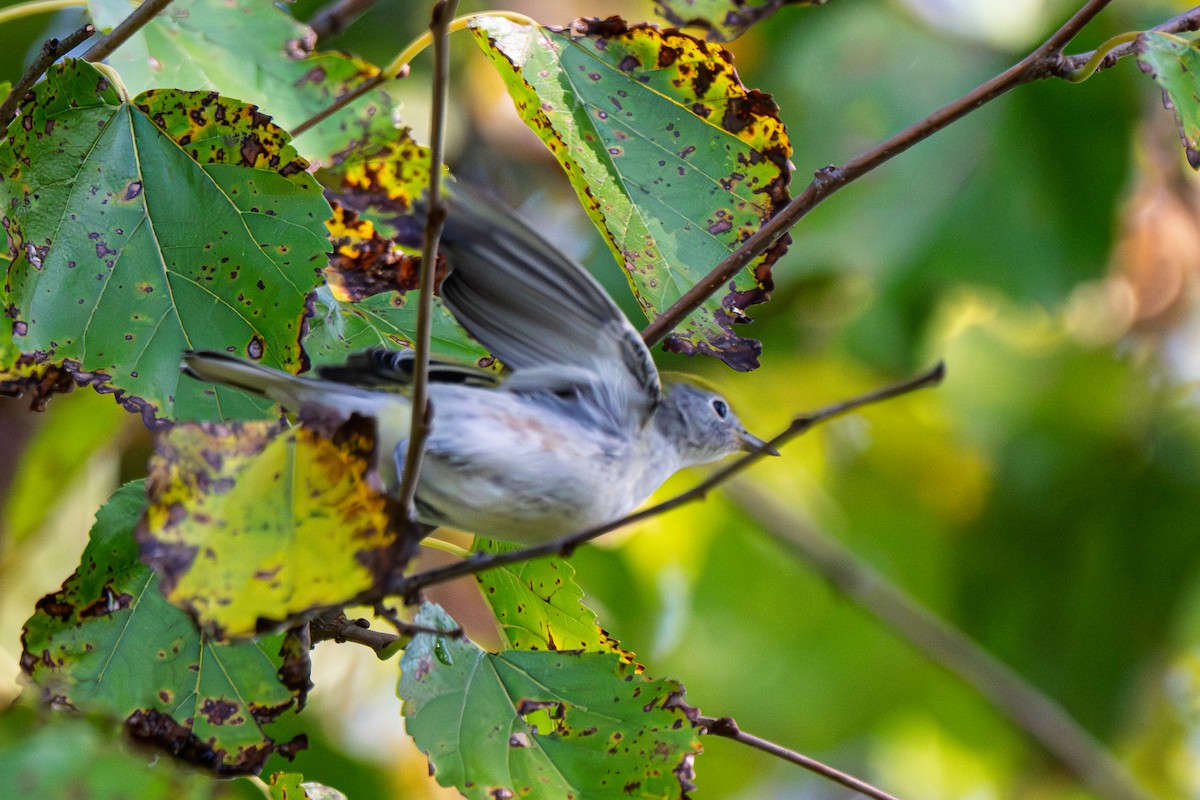 Chestnut-sided Warbler - ML642590976