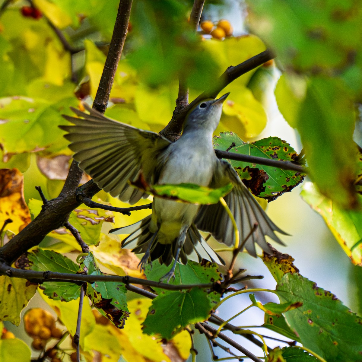 Chestnut-sided Warbler - ML642590977