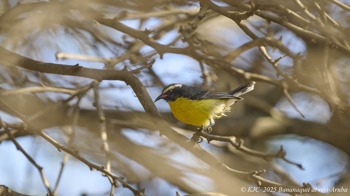 Bananaquit (Lesser Antillean) - ML642590979