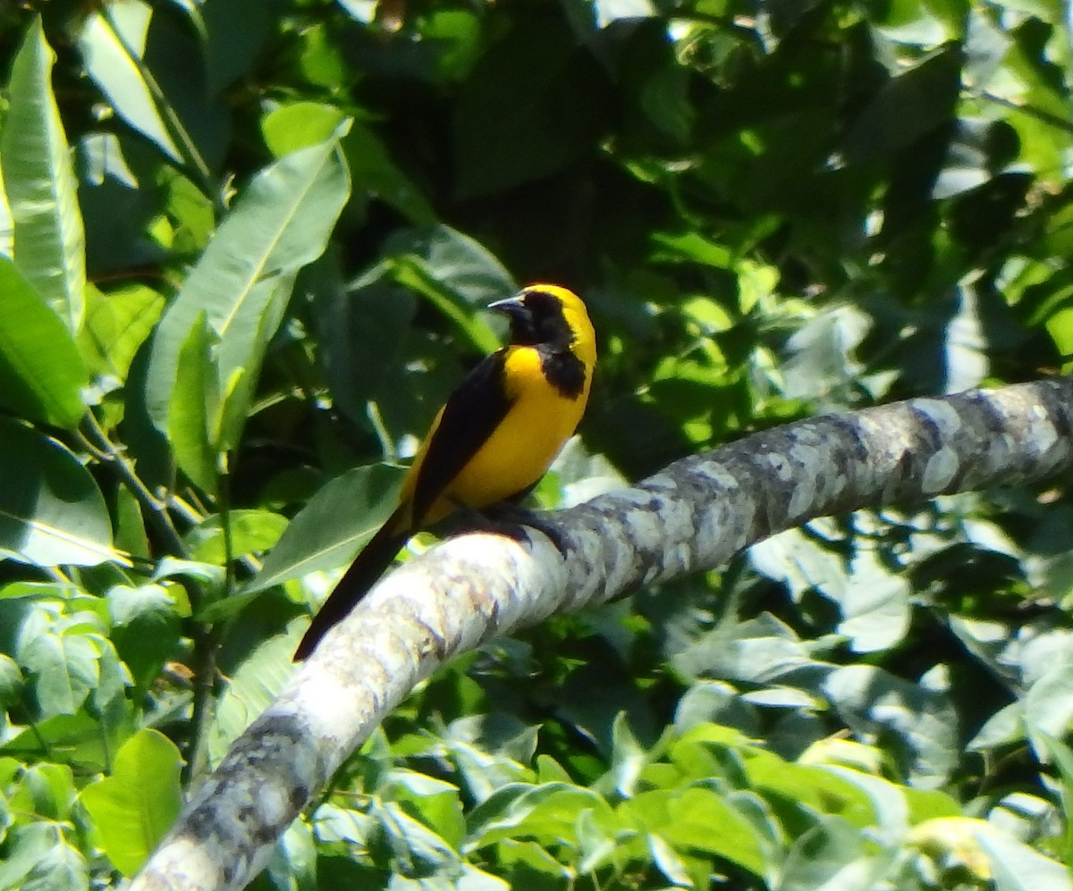 Yellow-backed Oriole - ML642590997