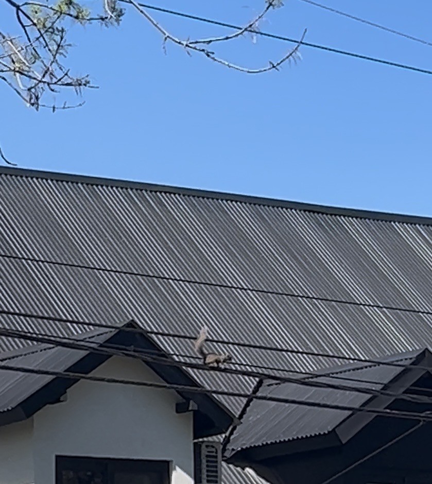 Mammals - ML642591024